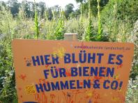 Auf drei Standorten wurden 2018 in Bliestorf verschiedne Blühwiesen angelegt, die im Rahmen des Bundesprojektes "BienenBlütenReich" gefördert wurden.